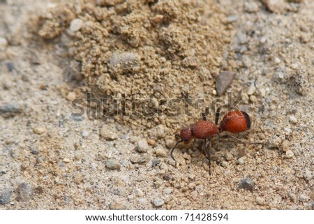 Female Velvet Ant, a wingless wasp with a very strong sting