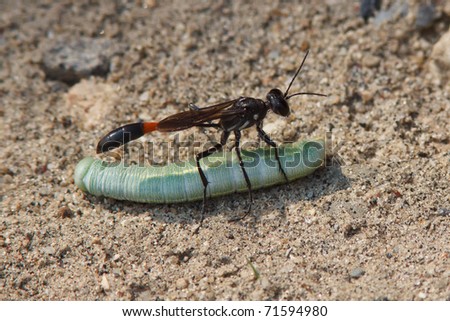 The female wasp paralyzes the caterpillar with her sting; then carries it to her burrow where it will be consumed alive by her hatchlings.