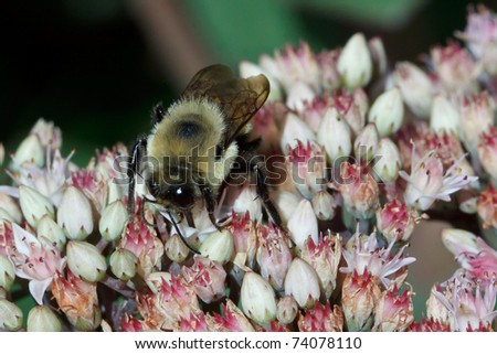 Pyrobombus impatiens, Common Eastern Bumble Bee