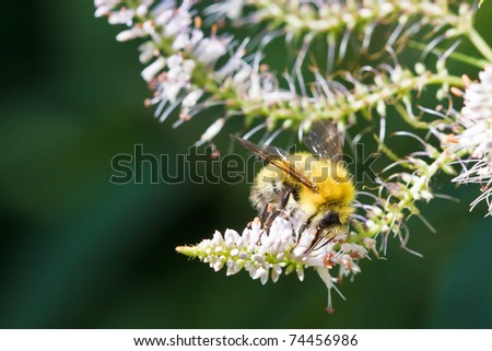Confusing Bumble Bee, Bombus perplexus