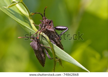 Leaf-footed Bugs (Coreidae)
