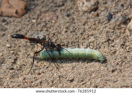 The female wasp paralyzes the caterpillar with her sting; then carries it to her burrow where it will be consumed alive by her hatchlings.