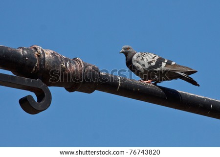 Rock Pigeon on streetlight post
