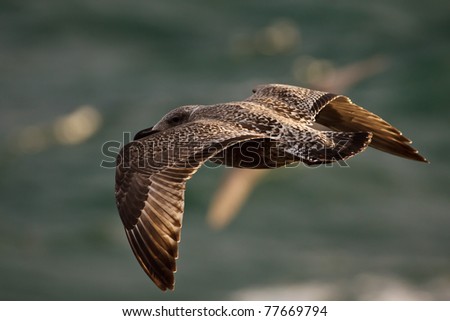 Immature First Year Great Black-backed Gull, Larus marinus, in flight