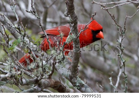 Northern Cardinal in brush