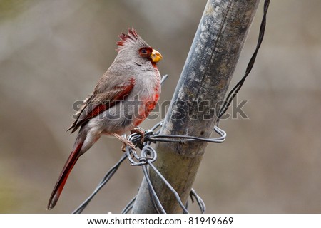 desert cardinal