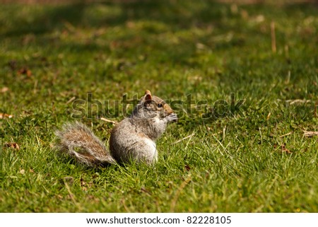 Eastern Gray Squirrel, animal eating a nut