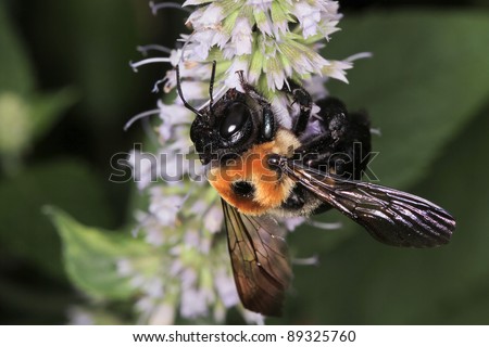 Eastern Carpenter Bee, Xylocopa virginica,  gathering pollen from white flowers