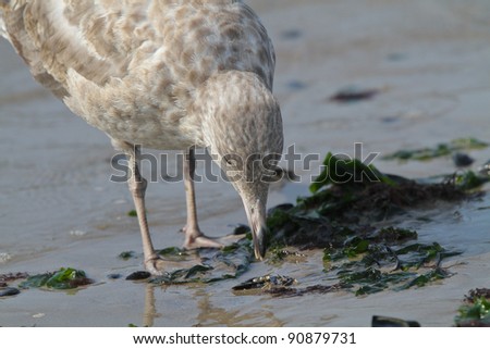First Year American Herring Gull scavenging on beach
