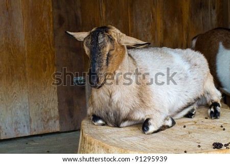 Sleeping Goat