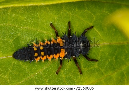 Asian Lady Beetle Larva, Harmonia axyridis