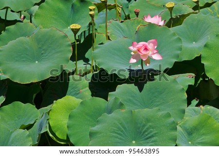 Lily pads with pink flowers