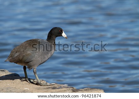 American Coot out of water