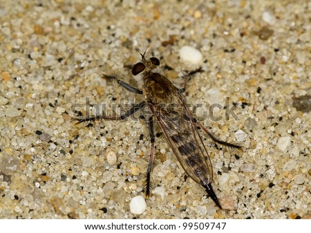 Robber Fly, Efferia albibarbis, in sand