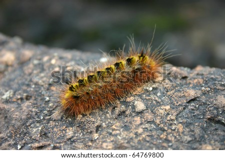 A brightly colored caterpillar