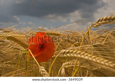 Poppy in the medium of a corn field in summer