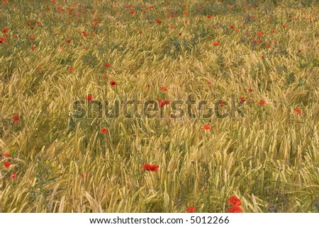 Poppy in the medium of a corn field in summer