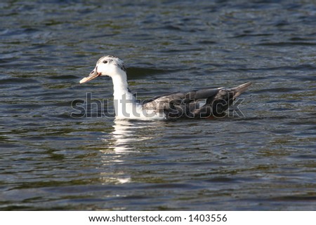 Duck Swimming in the River