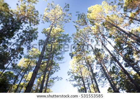 Looking up from below at the leafy green canopies of a copse of tall trees in a forest plantation against a blue sky