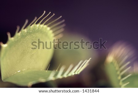 Macro image of a Venus Fly Trap (Dionaea muscipula)