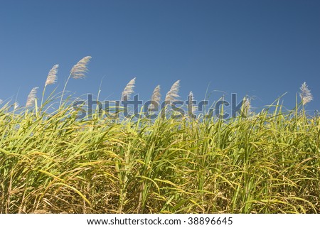 sugar cane growing on a farm in far north queensland