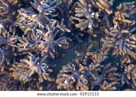 finger like growths on a leathery corals of the genus Sarcophyton