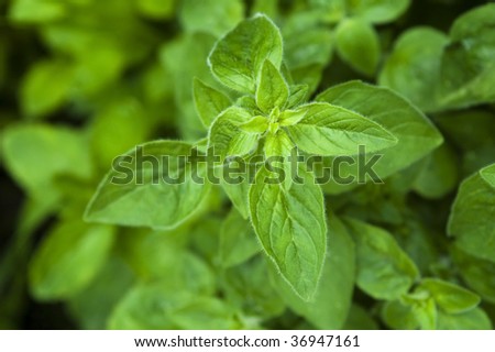growing herbs. mint