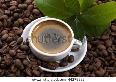 fresh coffee with coffee branch