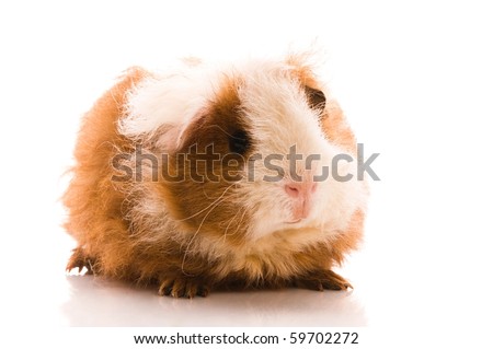Pictures Baby Guinea Pigs on Baby Guinea Pig  Texel  Isolated On The White Stock Photo 59702272