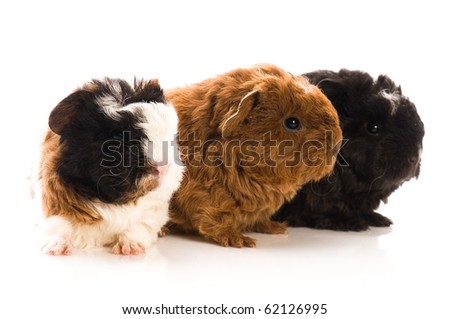 Pictures Baby Guinea Pigs on Turtle And Guinea Pig Baby Guinea Pigs Find Similar Images