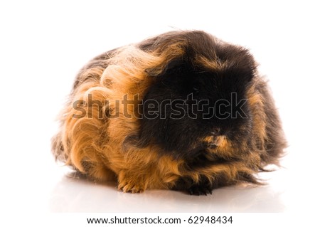 guinea pig isolated on the white background. merino