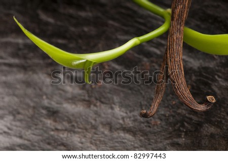 Vanilla Planifolia Vine and Dried Vanilla Pods