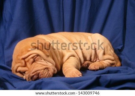 Sharpie dog puppy sleep on blue wrinkled cloth