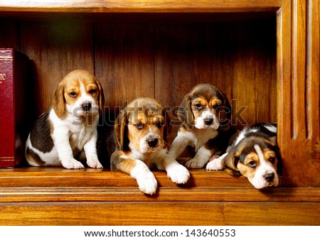 Four beagle dog puppies pose on classic background