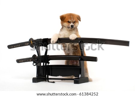 stock photo : Japanese Akita puppy standing on Japanese swords on white background in the studio