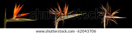 three stages to withered Strelitzia with dramatic lightning in the studio with black background