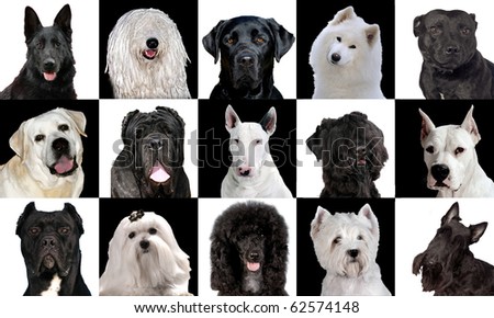 Black And White Dog Breeds. lack amp; white dog breeds