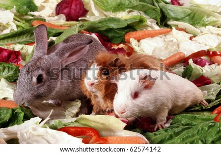 Rabbit hamster and guinea pig together on vegetables background