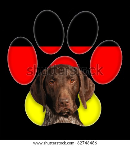 German pointer, Dog portrait with a background of Germany flag in paw print