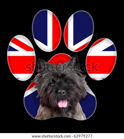 Cairn Terrier, Dog portrait with a background of Argentina flag in paw print