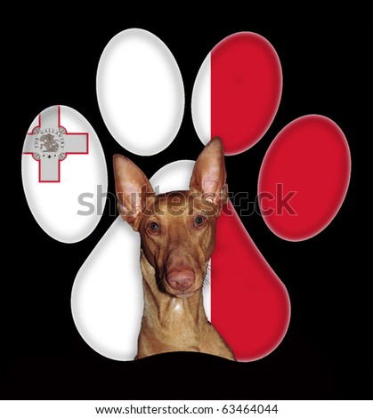 Pharaoh Hound dog portrait with a background of Malta flag in paw print
