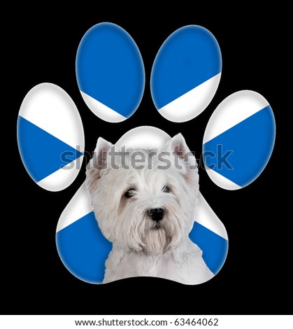 West Highland White Terrier dog portrait with a background of Scotland flag in paw print