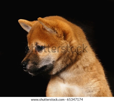 shiba inu puppy. Shiba Inu Pup Black - Page 2