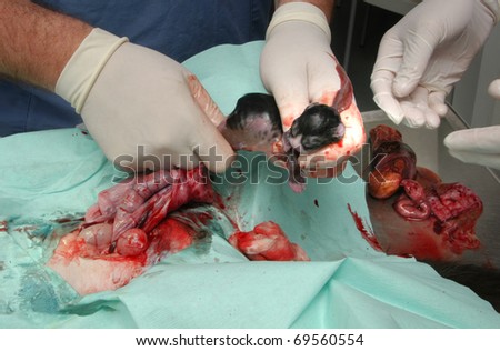 Caesarean section to cat, made by veterinary surgeon