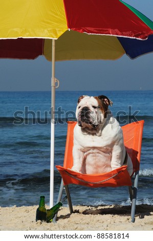 English bulldog sitting on the beach under parasol with a beer.