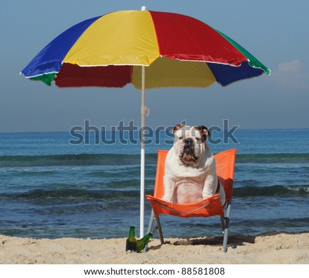 English bulldog sitting on the beach under parasol with a beer.