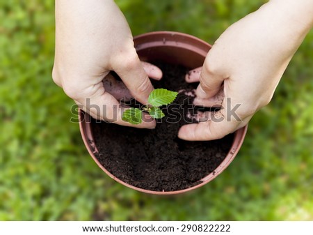 Planting a tree in a flower pot