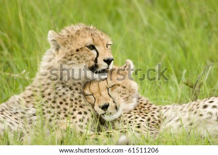 cheetah cubs huddled up together one sleeping while the other stays alert in Kenya\'s Masai Mara