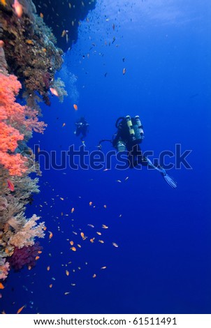 diver with colorful coral in the Red Sea
