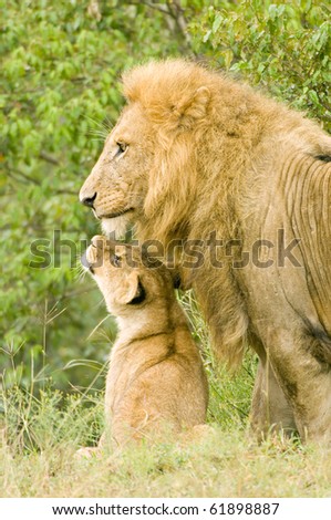 A large male lion on lookout with one of his cubs looking up to him